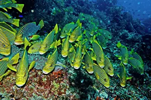 Sweetlips: Ribbon Sweetlips - resting together waiting for