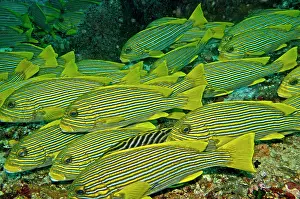 Sweetlips: Ribbon Sweetlips - often seen in large groups
