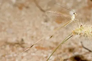 Lacewings: Ribbon Tail / Wing / Lacewing
