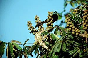 Mayeri: Ribbon-tailed Astrapia