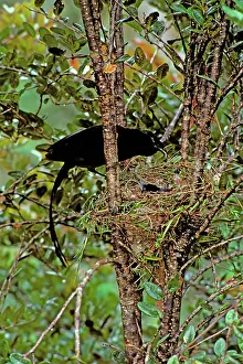 Mayeri: Ribbon-tailed Astrapia - female feeding young (nest