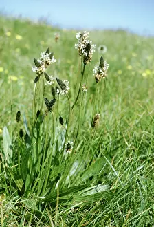 Plantains: RIBWORT PLANTAIN
