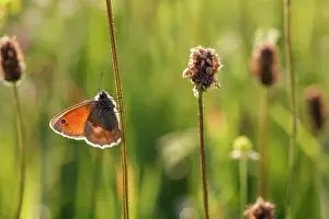 Narrowleaf: Ribwort Plantain