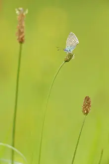 Icarus: Ribwort Plantain