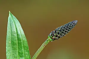 Narrowleaf: Ribwort Plantain