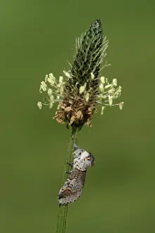 Narrowleaf: Ribwort Plantain