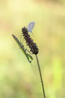 Icarus: Ribwort Plantain