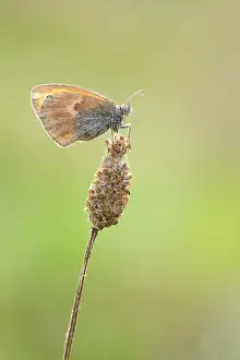 Burgundy: Ribwort Plantain