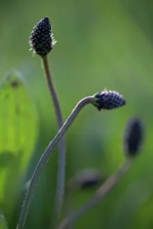 Narrowleaf: Ribwort Plantain