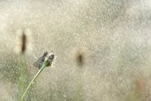 Skipper: Ribwort Plantain