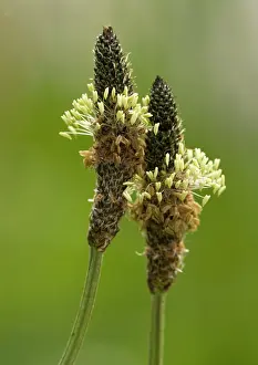 Plantains: Ribwort plantain, in flower