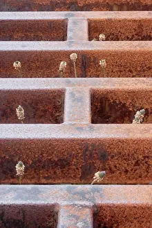 Maze: Ribwort Plantain - growing through cattle grid