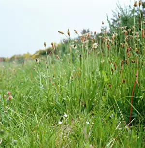 Soldiers: Ribwort Plantain - in habitat. Also known as: soldiers
