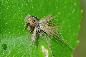 Waxy: Ricaniid Planthopper nymph - with waxy extrusions