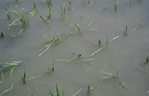 Armyworm: Rice armyworm damage