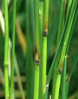 Blast: Rice blast (Pyricularia grisea)
