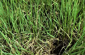 Blast: Rice blast (Pyricularia ryzae) diseased crop, Thailand