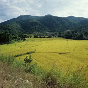 Chiang: Rice crops, Thailand
