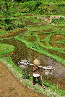 Worker: Rice farmer in the rice paddies of Tegallalang