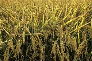 Sacramento: Rice Field