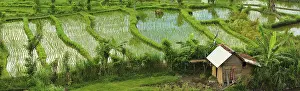Home: A rice field in Bali, Indonesia, Farmhouse, Bali