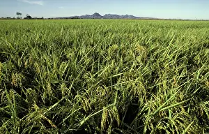 Sacramento: Rice field, Sacramento Valley, California