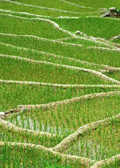 Contamination: Rice field terraces (rice paddy) close up. Near