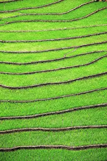 Trekking: Rice field terraces (rice paddy fields). Ta Van