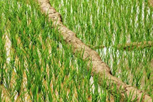 Contamination: Rice field terraces (rice paddy). Near Cat Cat
