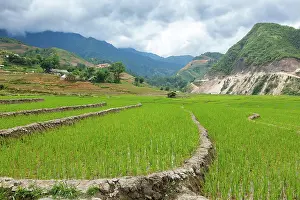 Contamination: Rice field terraces (rice paddy). Near Cat Cat