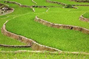 Contamination: Rice field terraces (rice paddy). Near Cat Cat