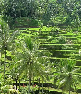Tegalalang: Rice Fields