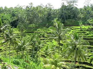 Tegalalang: Rice Fields