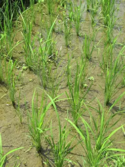 Paddies: Rice Fields