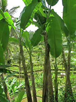 Tegalalang: Rice Fields