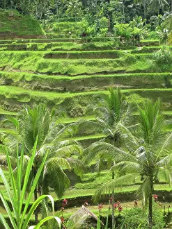 Tegalalang: Rice Fields