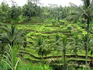Tegalalang: Rice Fields