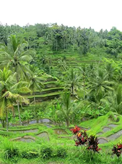 Tegalalang: Rice Fields
