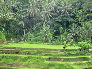 Tegalalang: Rice Fields