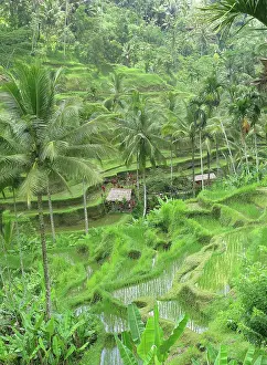 Tegalalang: Rice Fields