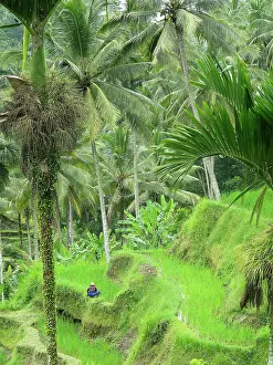 Tegalalang: Rice Fields