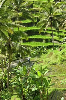 Java: Rice fields and countryside outside of Ubud
