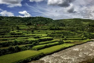 Terrace: Rice fields near Ambositra, Highlands, Central Madagascar