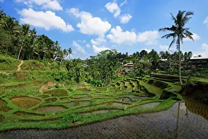 Ubud: Rice fields near Tegallalang, Ubud, Bali, Indonesia