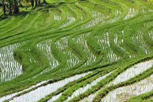 Paddies: Rice fields / paddies / terraces near Papuan in Bali