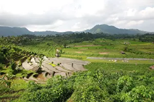 Paddies: Rice fields / paddies / terraces near Sidemen in Bali