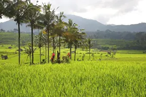 Paddies: Rice fields / paddies / terraces near Sidemen in Bali
