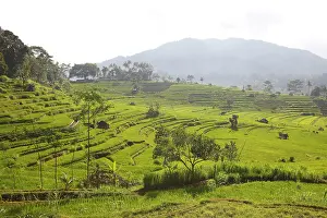 Paddies: Rice fields / paddies / terraces near Sidemen in Bali