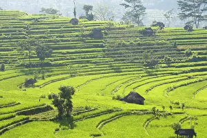 Paddies: Rice fields / paddies / terraces near Sidemen in Bali