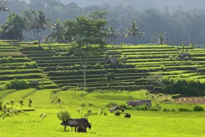 Paddies: Rice fields / paddies / terraces near Sidemen in Bali